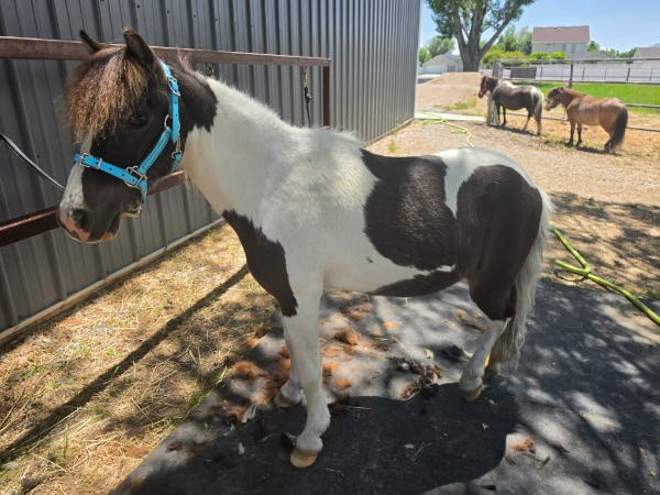 Annie, one of our miniature ponies
