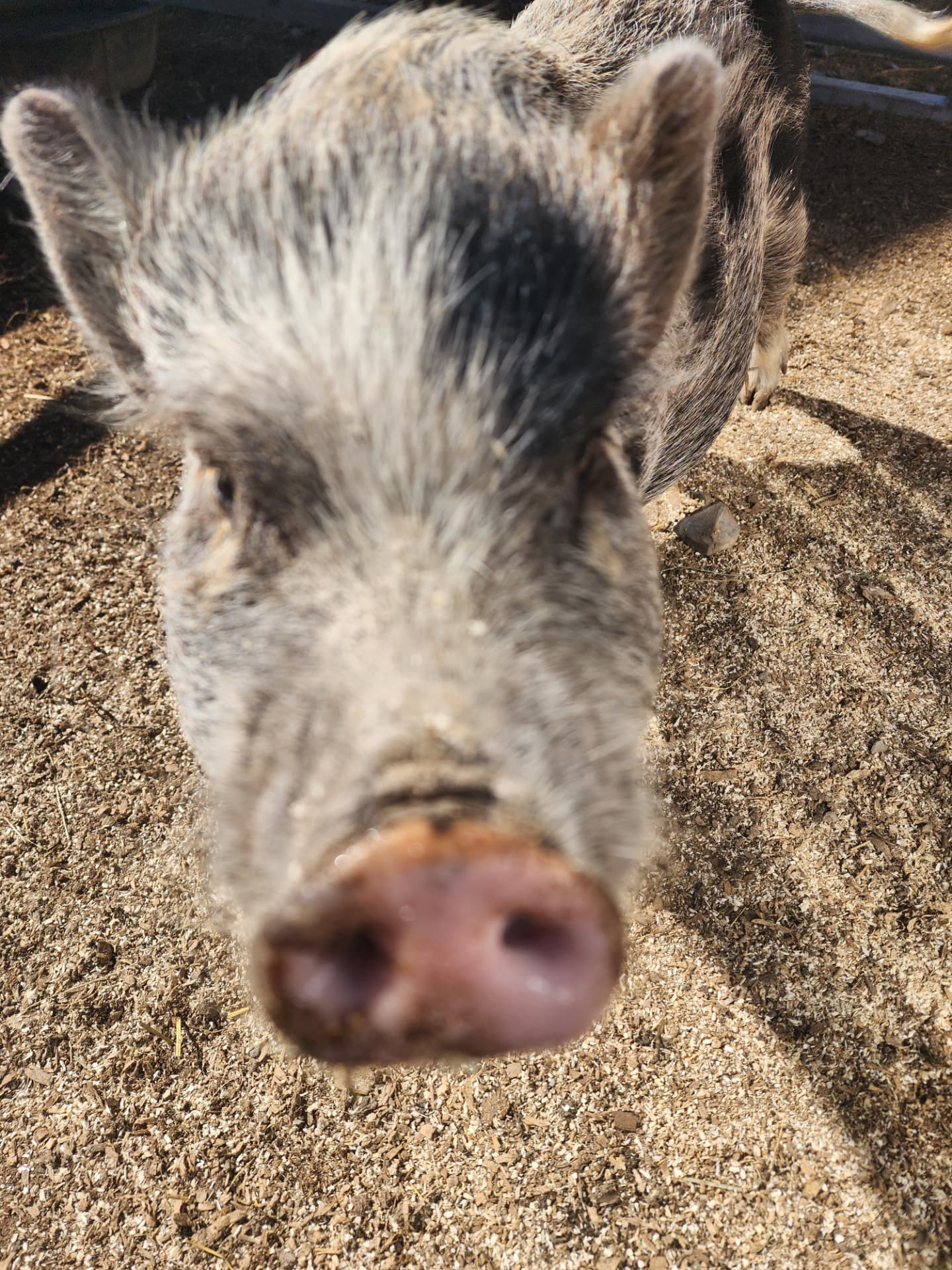 Our friendly mini pig up close at the farm
