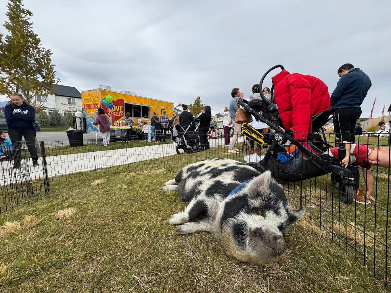 My Mini Pony Party & Pets — real party photo 13