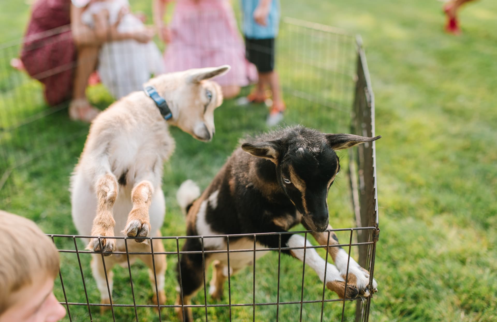 Two baby goats standing up on the petting zoo fence to say hello