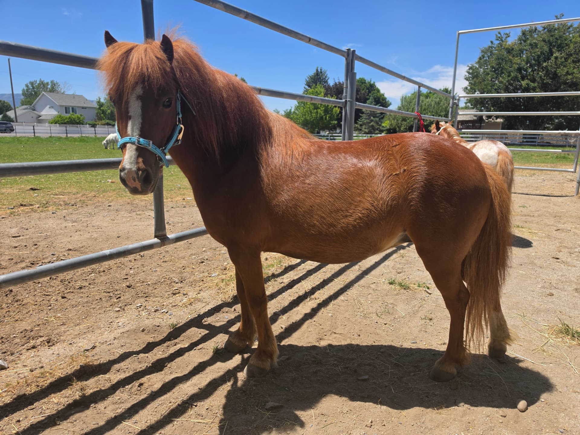 Nyah, one of our miniature ponies