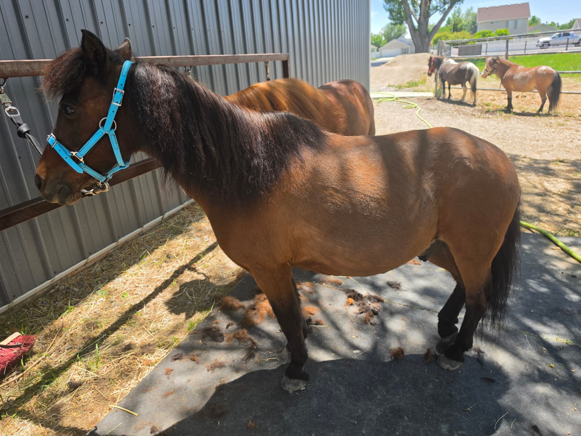 Nigel, one of our miniature ponies