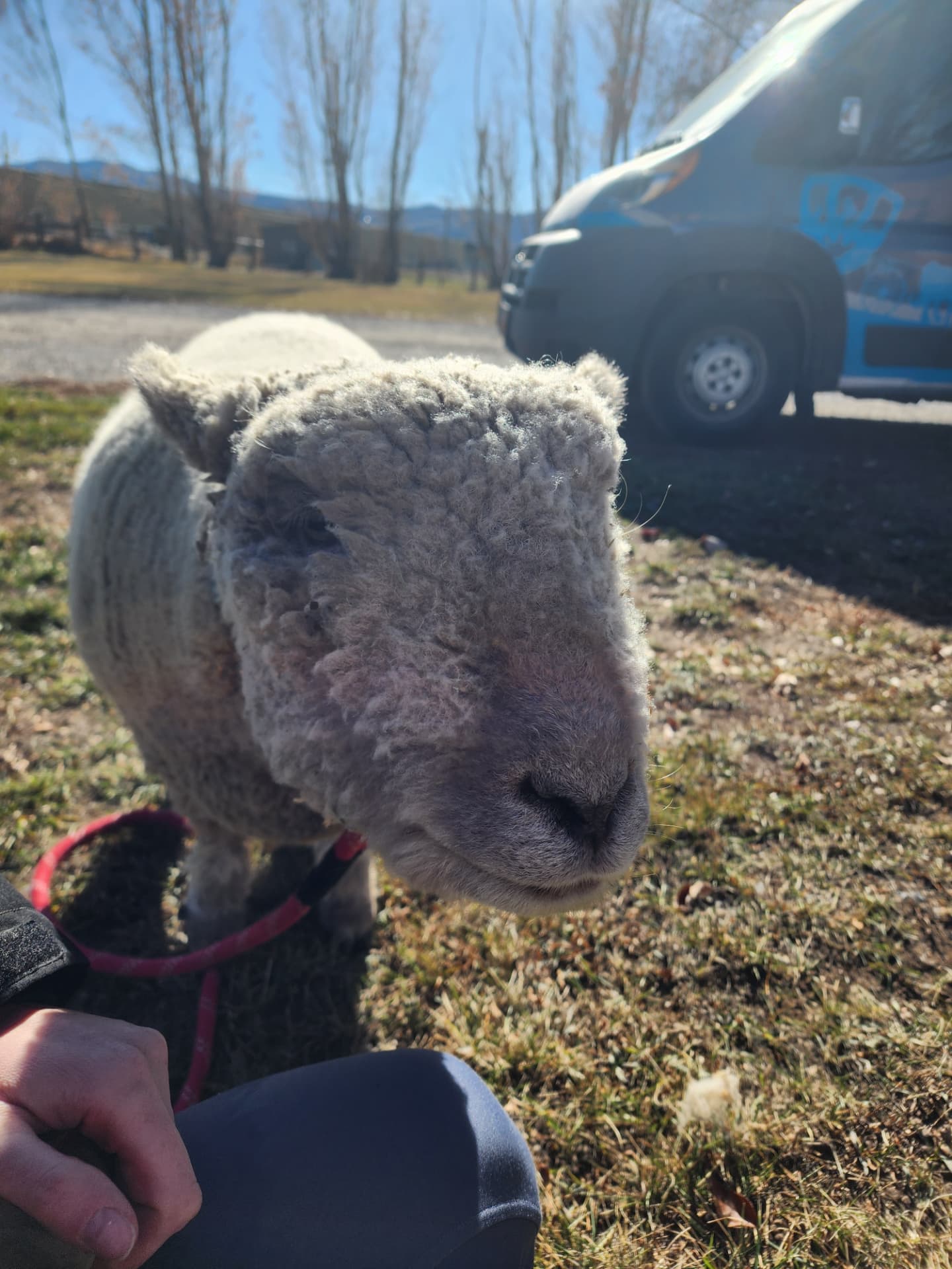 One of our woolly sheep on a lead, ready for a petting zoo visit