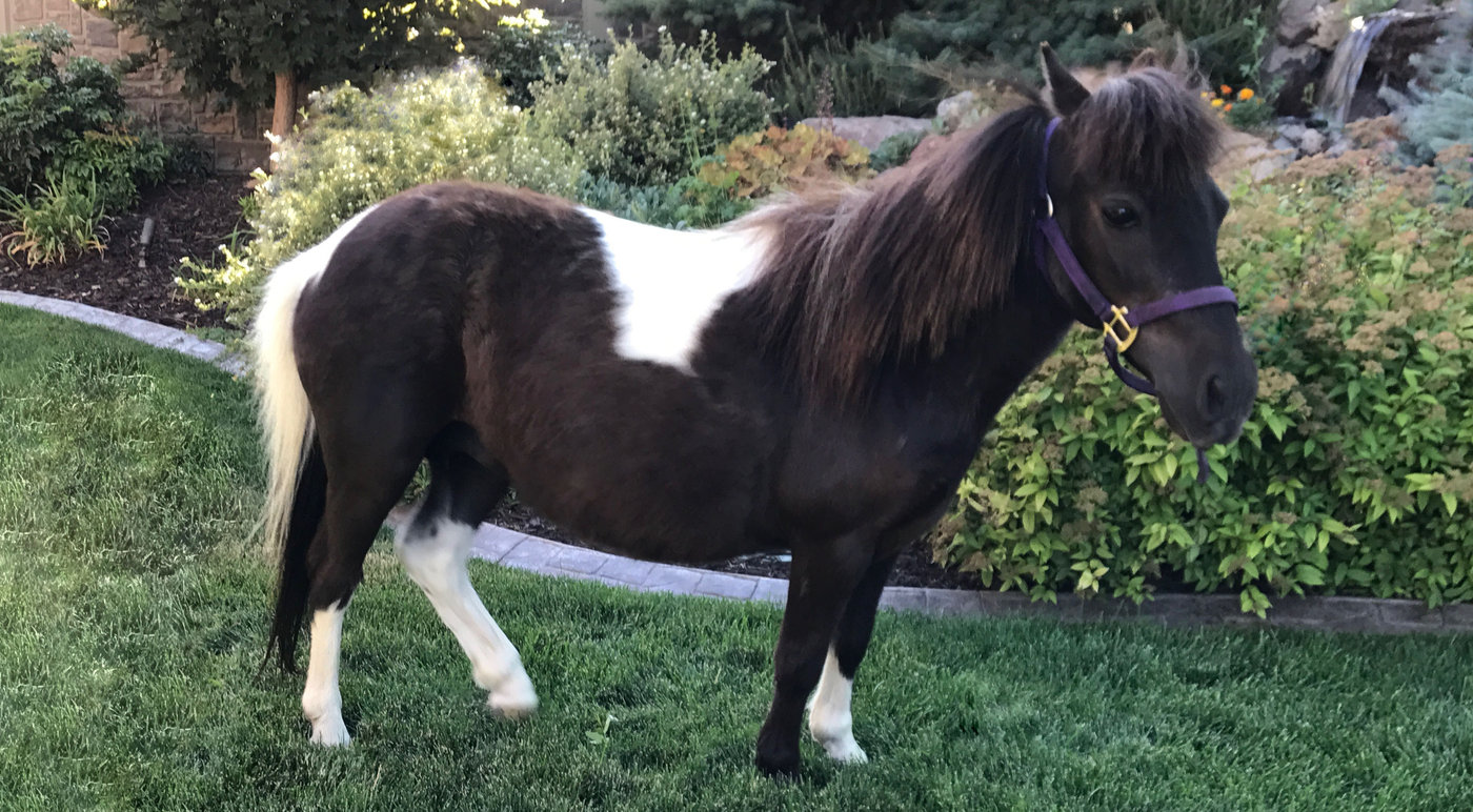 Bell, one of our miniature ponies