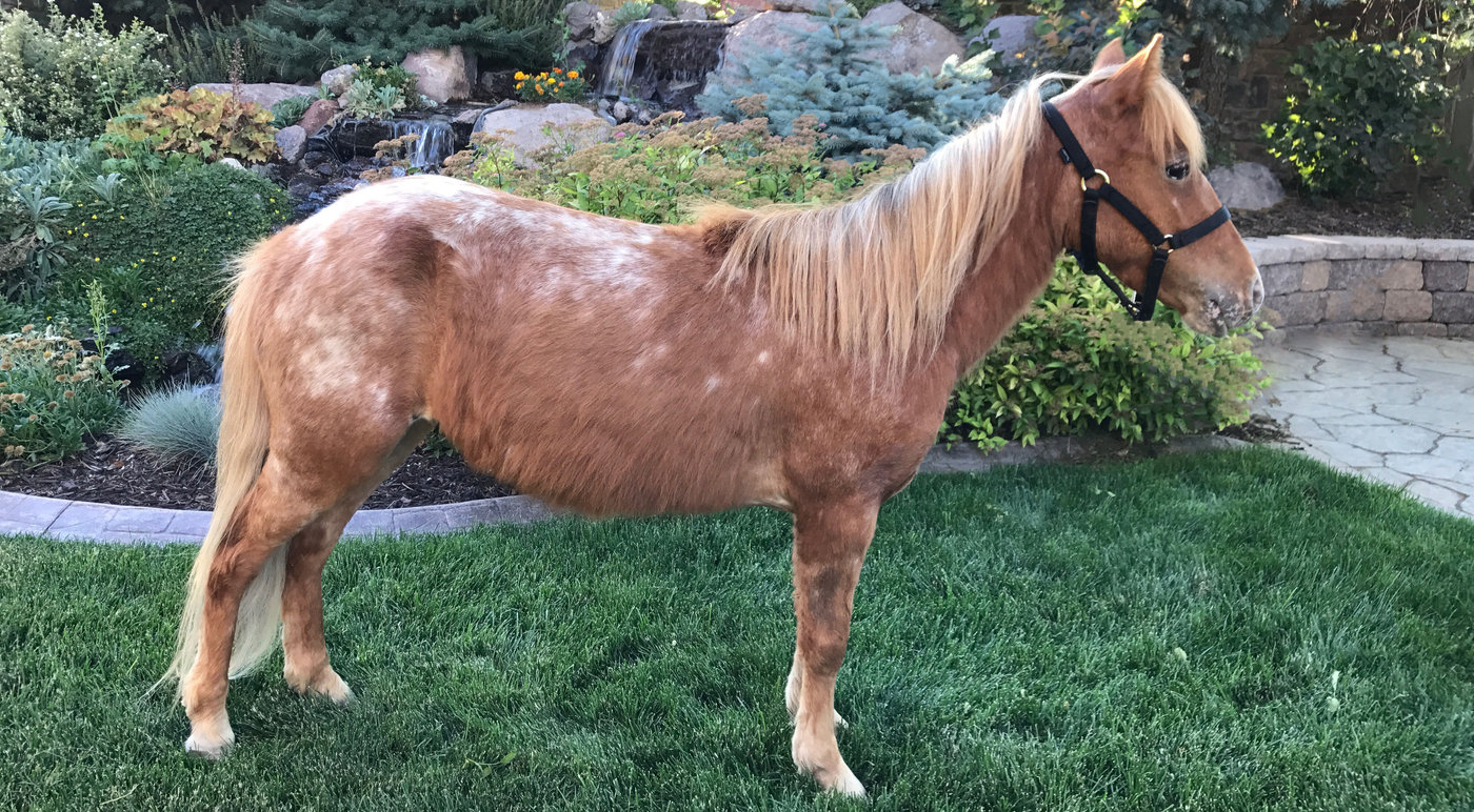 Lucy, one of our miniature ponies
