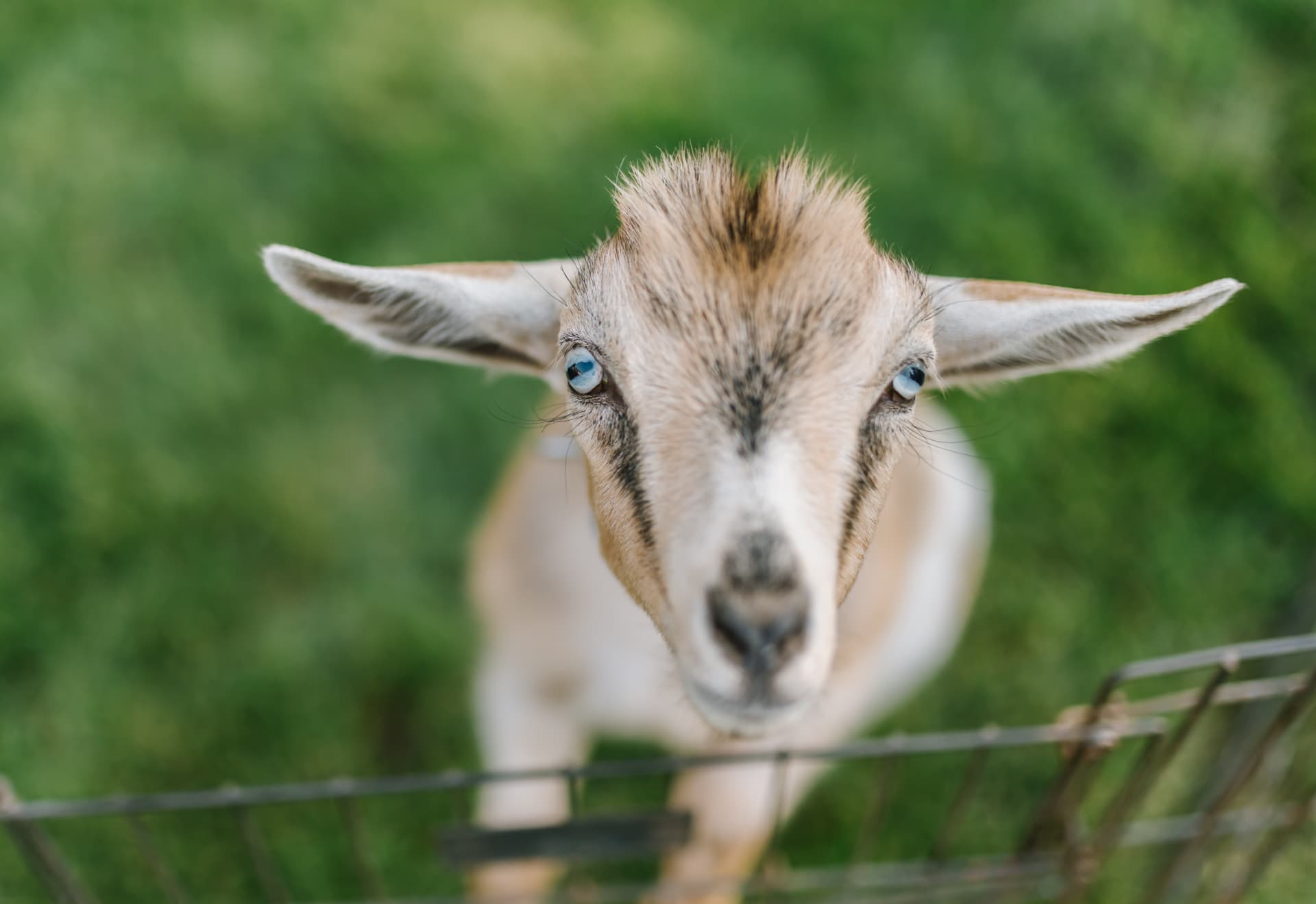 A curious blue-eyed baby goat looking right at the camera