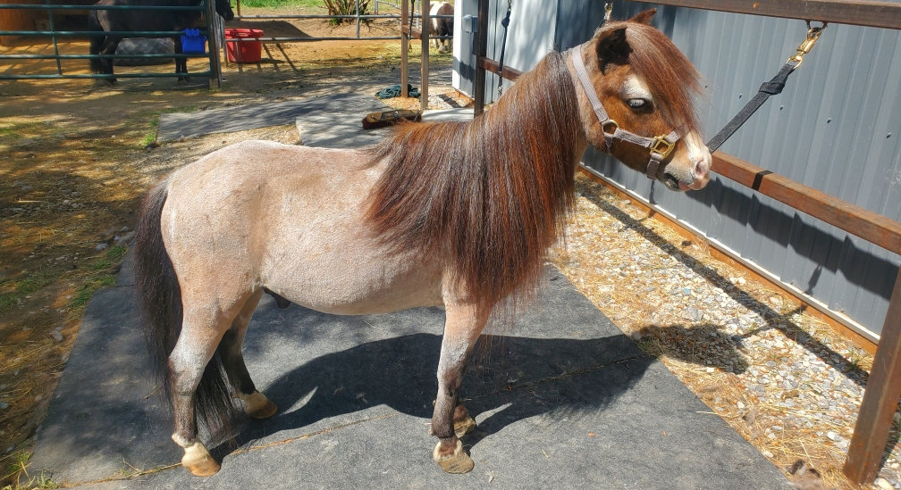 Walter, one of our miniature ponies